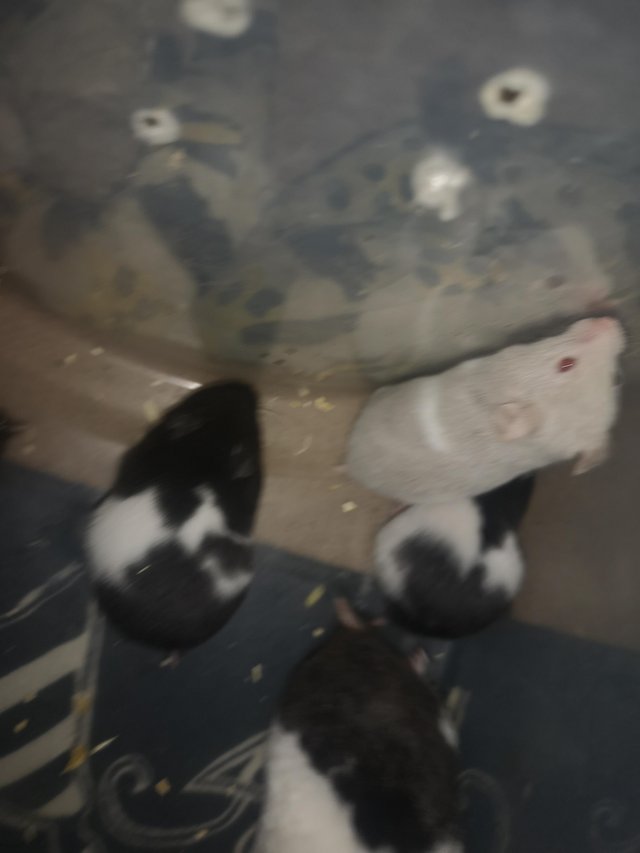 Preview of the first image of Syrian hamster babies ready to go.