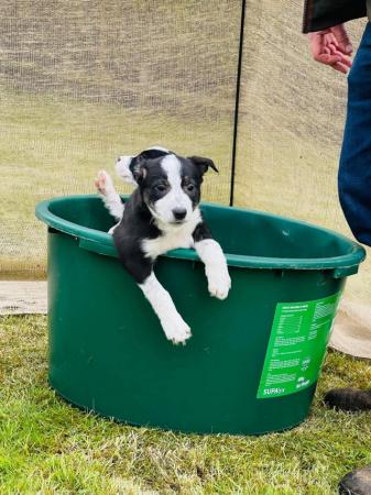 Image 7 of READY NOW One border collie girl puppy !!!