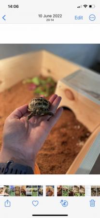 Image 3 of Baby tortoise with fully set up home and accessories