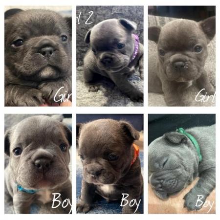 Image 11 of ***ALL SOLD*** - Stunning blue French bulldogs KC registered