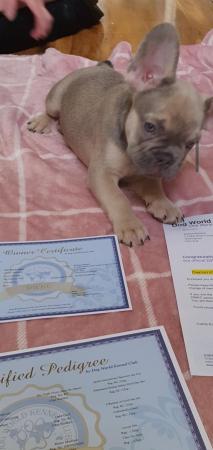 Image 9 of Beautyfullfrench bulldogs carrying fluffypossibly fl