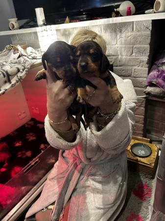 Stunning dachshund puppies ready 12/3/24 for sale in Witham, Essex - Image 5