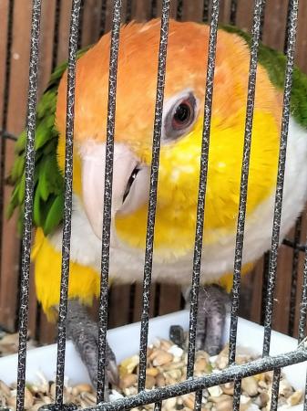 Image 3 of Yellow thigh caique.....