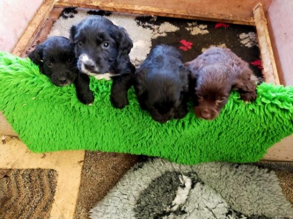 Image 4 of Cocker spaniel puppies all boys