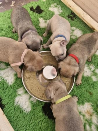 Image 10 of KC Registered French Bulldog Puppies 2 left