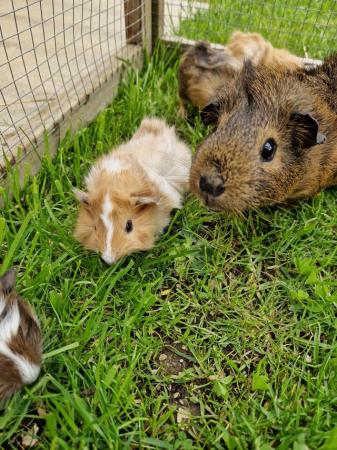 Image 8 of Baby Guinea pigs for sale
