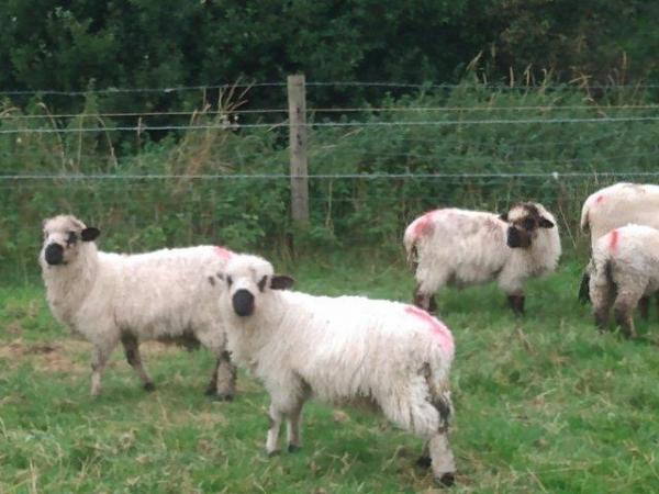 Image 9 of Valais Blacknose Cross Lambs, born 2023. Excellent pets or .