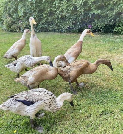 Image 5 of Gorgeous Pure Breed Indian Runner Ducklings