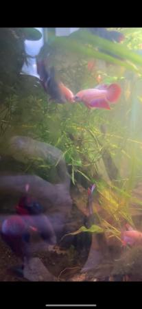 Image 1 of Betta fish - Majoirty males available