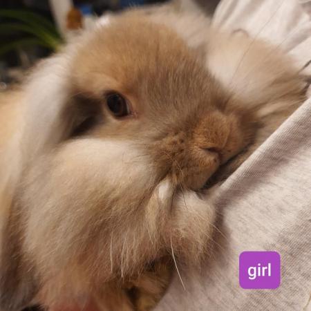 Image 2 of 12 week old lion head x french lop rabbits for sale