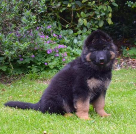 Image 15 of Top Quality Red & Black Longcoated GSD Pups