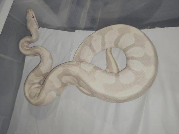 Image 4 of Male royal python toffino 100% het pied