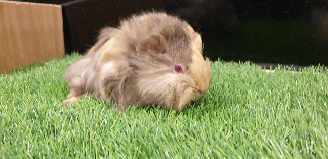 Image 4 of I have for sale sows and boar guinea pigs