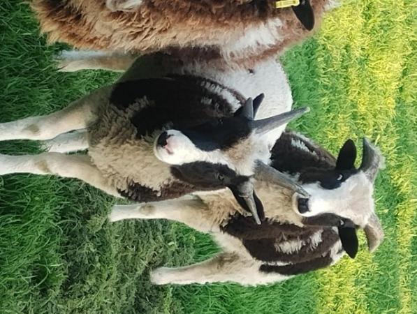 Image 3 of Pedigree Jacobs Ram lambs