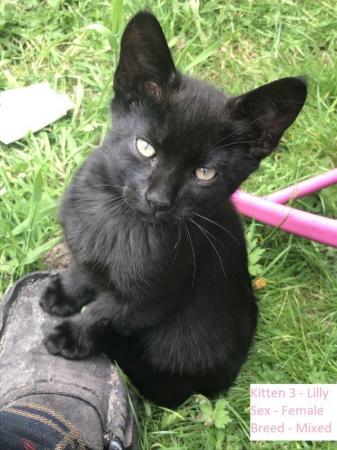 Image 1 of Black Kittens Manchester £55