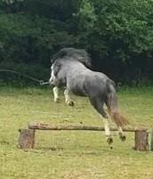 Preview of the first image of Welsh Section A COLT.Good conformation and movement. 3 years.