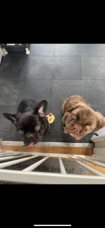 Image 11 of Fluffy French bulldogs x2 male