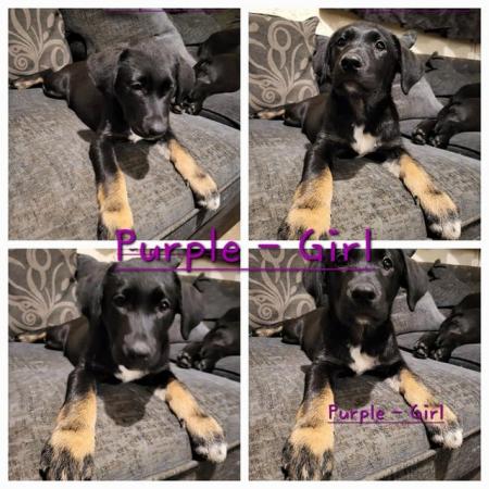 Image 3 of F2 Borador Puppies - Worcester. Available now