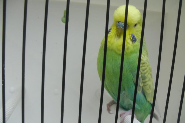 Image 6 of Exhibition Type Budgies Adult Males