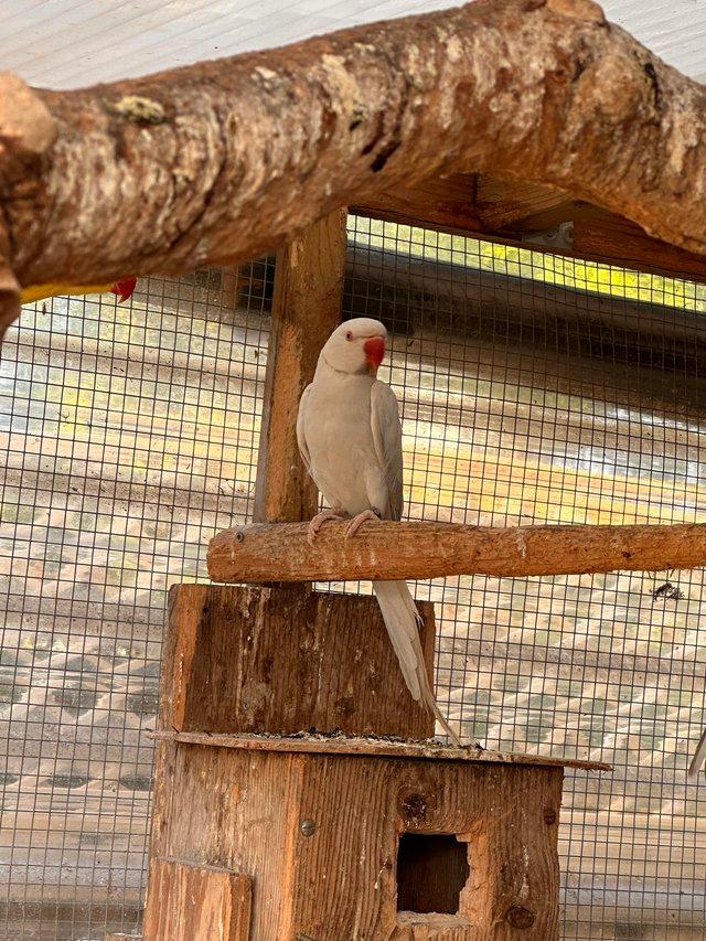 Preview of the first image of Indian Ringnecks for sale white - albinos.
