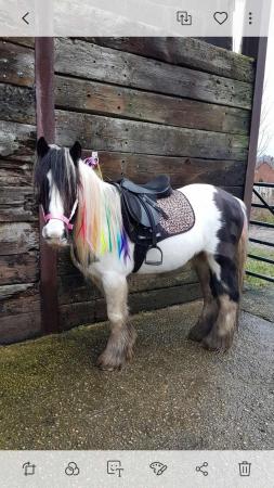 Image 3 of 12.2 child's pony for sale Inc wardrobe