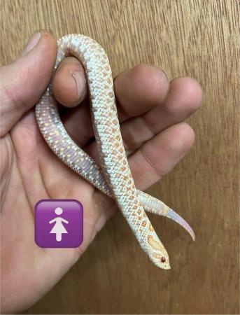 Image 4 of Hognose snake albino arctic male and female