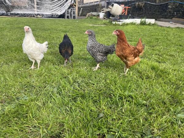 Image 1 of Hybrid pol pullets available