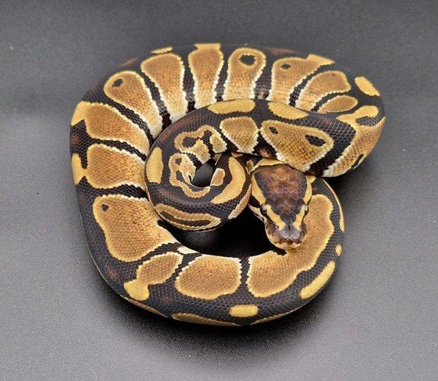 Preview of the first image of Triple Het Dreamsicle Genetic Stripe Male Ball Python 230406.