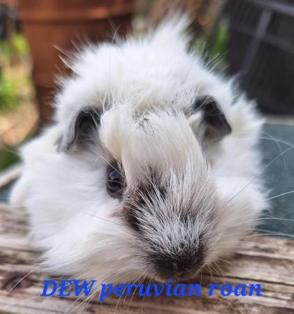 Image 9 of Stunning baby boar/male guinea pigs