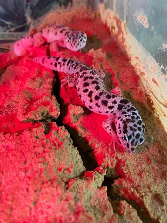 Image 1 of Montanus leopard gecko £70 Each