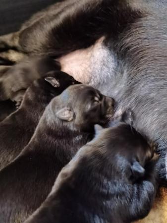 *** SOLID BLACK GERMAN SHEPHERD PUPPIES *** for sale in Stoke-on-Trent, Staffordshire