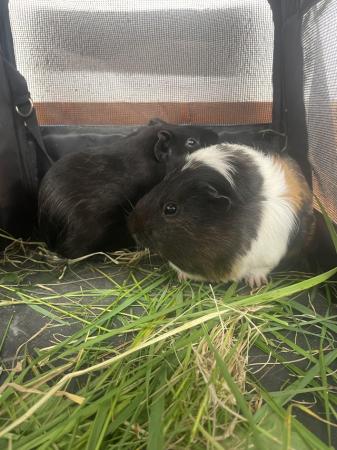 Image 2 of 4 month old male gunipigs looking for a new home