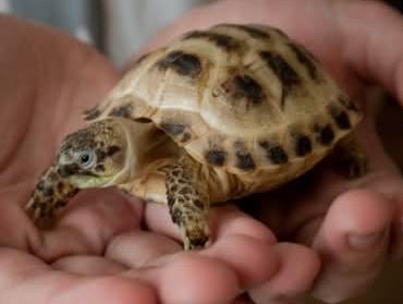 Image 2 of Stunning Baby Tortoises available lots to choose from..
