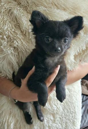 Image 4 of **Black Female Chihuahua puppy , long-haired, ready now**
