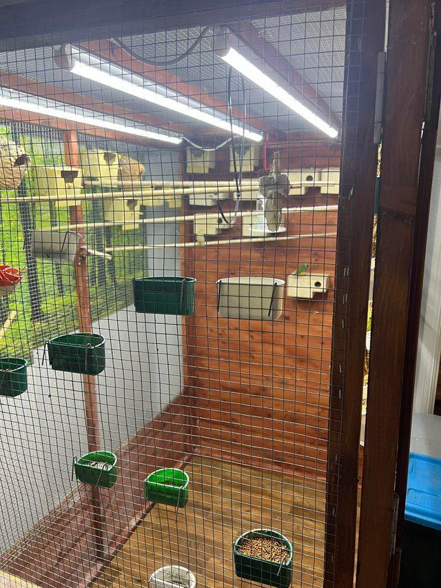 Preview of the first image of Beautiful indoor aviary fully equipped with lighting.