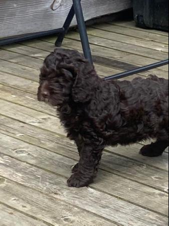 Image 15 of Miniature Cockapoo puppies (price negotiable ready to go )