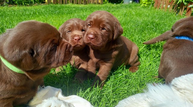 Image 7 of KC Chocolate Labradors Puppies