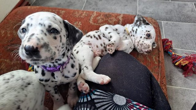 Image 7 of Stunning pedigree KC registered dalmatian puppies, black and