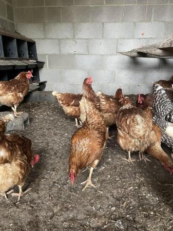 Image 1 of Chickens for sale laying well