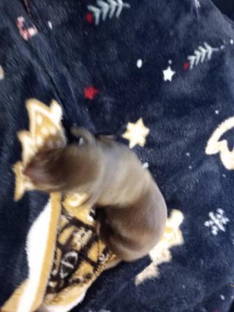 Image 2 of Dachshund puppies for sale chocolate and black with tan avai