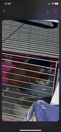 Image 2 of 4 guinea pigs looking for new homes