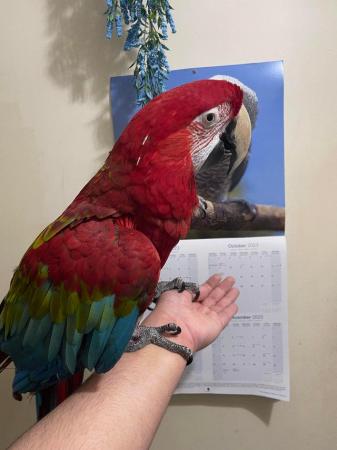 Image 3 of SOLD STC  Super Tame Green winged Macaw