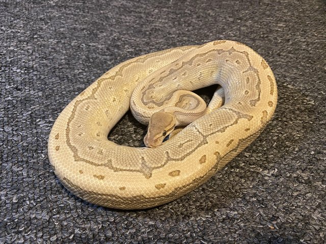 Preview of the first image of CB17 Male Pastel Kingpin Royal Python.