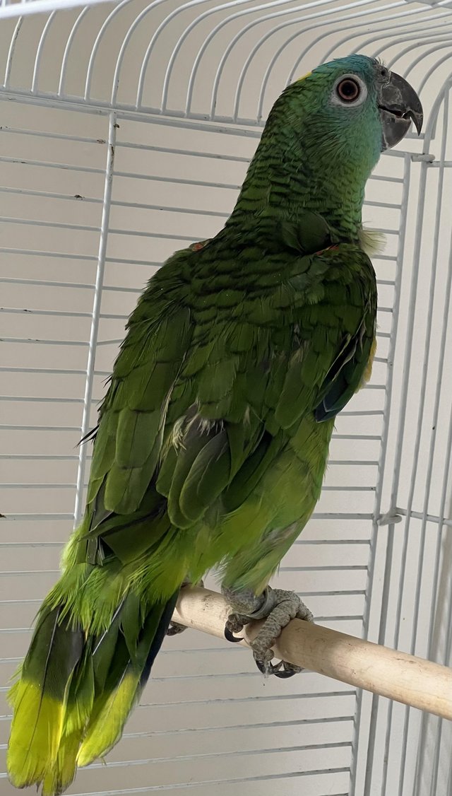Preview of the first image of Beautiful young Blue Front Amazon Female talking parrot.