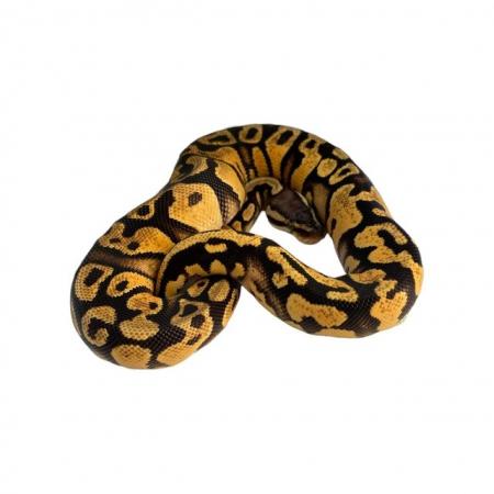 Image 2 of Royal/Ball Python collection for sale please see add