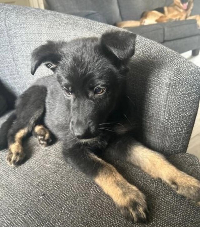 Preview of the first image of **German Shepherd Puppy 1 sweet girl left **.