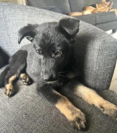 Image 1 of **German Shepherd Puppy reduced to £650**