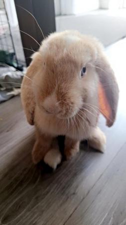 Image 4 of 9 Month old baby Orange French Lop