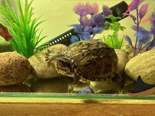 Image 4 of 3 musk turtles 18 months old