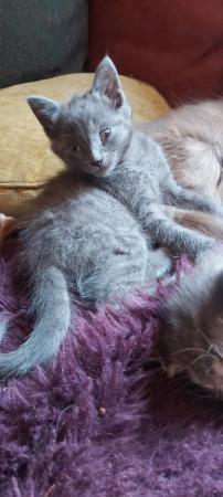 Image 68 of SILVER TIPPED TABBY KITTENS